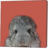 Natural Selection. Baby Chinchilla. - Gallery Wrap