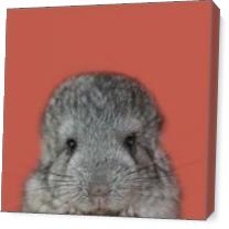 Natural Selection. Baby Chinchilla. - Gallery Wrap Plus
