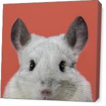 Natural Selection. Chinchilla. - Gallery Wrap Plus