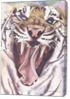 Big Cat Rescue Tiger - Gallery Wrap