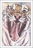 Big Cat Rescue Tiger - No-Wrap