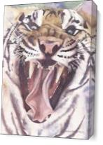 Big Cat Rescue Tiger As Canvas
