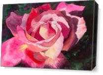 Pink Rose As Canvas