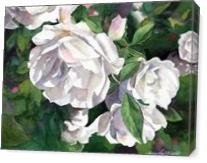 White Roses - Gallery Wrap