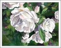 White Roses - No-Wrap