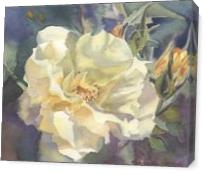 Yellow Rose Buds - Gallery Wrap
