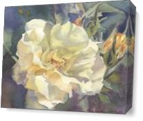 Yellow Rose Buds As Canvas