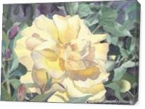 Yellow Rose - Gallery Wrap