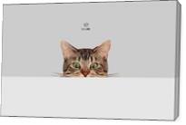Cat On Gray - Gallery Wrap
