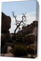 Desert Tree As Canvas