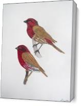 House Finch And Purple Finch As Canvas
