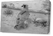 Chimango Caracara Falcon As Canvas