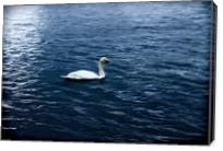 Swan Lake - Gallery Wrap