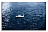 Swan Lake - No-Wrap
