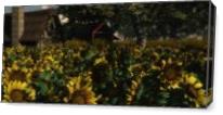 Sunflowers - Gallery Wrap Plus