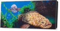 Grouper In Wreck - Gallery Wrap Plus