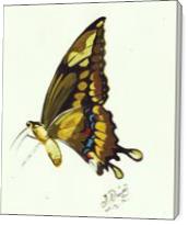 Butterfly Study - Gallery Wrap