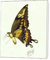 Butterfly Study - Standard Wrap