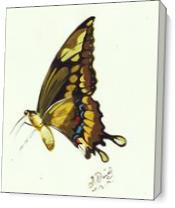 Butterfly Study As Canvas