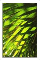 Palm Fronds Backlit By The Morning Sunlight St John Virgin Islands National Park - No-Wrap