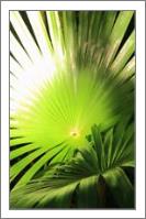 Palm Fronds In Sunlight St John Virgin Islands National Park Photograph By Roupen Baker - No-Wrap