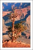 Weathered Juniper Tree On The Canyon Rim Photograph Grand Canyon National Park Arizona By Roupen Baker - No-Wrap