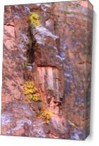 Yellow Fall Foliage Clings To The Canyon Wall Photograph Grand Canyon National Park Arizona By Roupen Baker As Canvas