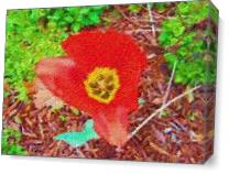 Bright Red Flower As Canvas