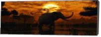 Elephant Sunset - Gallery Wrap