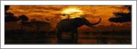Elephant Sunset - No-Wrap