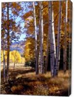 Autumn Paint, Chama, NM - Gallery Wrap