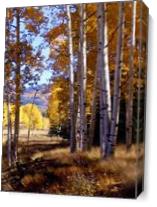 Autumn Paint, Chama, NM - Gallery Wrap Plus