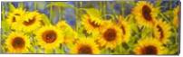 Bolinas Sunflowers - Gallery Wrap