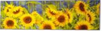 Bolinas Sunflowers - Standard Wrap
