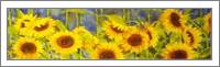 Bolinas Sunflowers - No-Wrap