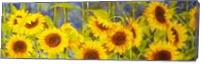Bolinas Sunflowers As Canvas