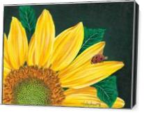Sunflower - Gallery Wrap
