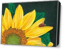 Sunflower - Gallery Wrap Plus