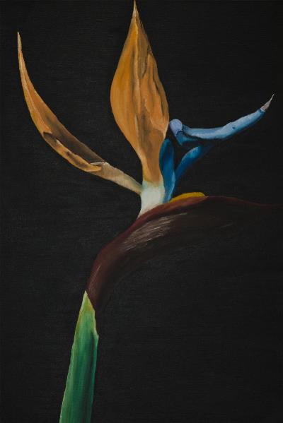 Bird_of_paridise Bird_of_paridise