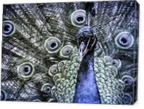 Peacock - Gallery Wrap