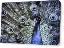 Peacock As Canvas