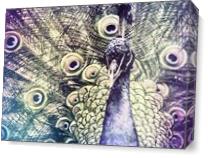 Peacock As Canvas