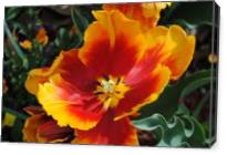 Orange And Red Tulip Surprise - Gallery Wrap