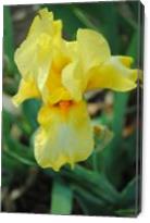 Sunny Yellow Iris - Gallery Wrap