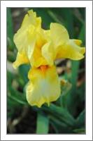 Sunny Yellow Iris - No-Wrap