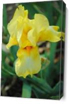 Sunny Yellow Iris - Gallery Wrap Plus