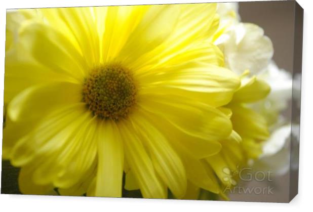 Yellow Daisy Joy Yellow Daisy Joy