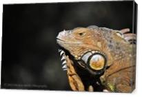 Sfzoo Iguana - Gallery Wrap