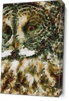 The Glaucus Owl As Canvas