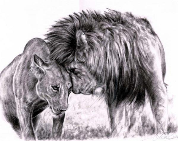 Lion_in_love__by_skytteole D4dsk69